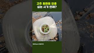 고추  토마토 오이모종 서둘러심지 않아도되는 이유