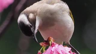 106年2月26日～粉紅梅櫻花綠繡眼