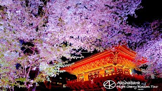 4K [Akihabara Sakura] Night cherry blossoms at Kanda Myojin from the station! 2023 Tokyo Japan