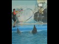 #shorts brilliant dolphins of Thailand..