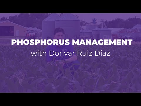 How much phosphorus does corn use?