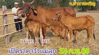 เปิดราคาวัวเเม่ลูก 2 โคมวันนี้ (24ก.พ.68)พ่อจ่อย บ.สหกรณ์นิคม อ.ปทุมราชวงศา จ.อำนาจเจริญ