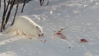 ОСТОРОЖНО, ТОЛСТЫЙ ПЕСЕЦ😝😝😝CAREFUL, FAT ARCTIC FOX😝😝😝