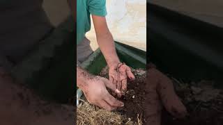 Healthy Earthworm for Vermi compost