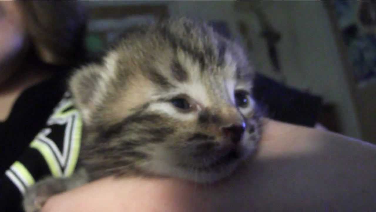 Baby Kitten Meowing Youtube