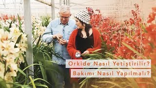 Orkide Nasıl Yetiştirilmeli ve Bakımı Nasıl Olmalı?