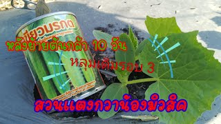 แตงกวาเขียวมรกต (ปลูกหลุมเดิมรอบที่ 3)