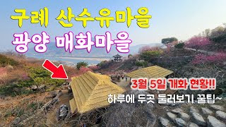 2023 광양 매화마을＆구례 산수유마을 하루에 두 곳 즐기기 알찬 여행 꿀팁!! 개화 현황과 포토존 알려드립니다~