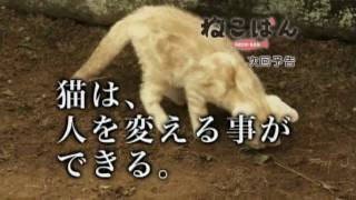 『ねこばん』第10回予告