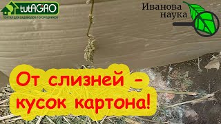 ОТ СЛИЗНЕЙ ПОМОЖЕТ... КУСОК КАРТОНА! Все очень просто и доступно.