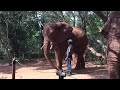 elephant blowing it s nose