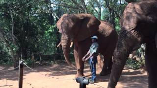 Elephant Blowing it's Nose