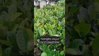 Jual bibit nangka sayur