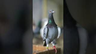 Pigeon Ki Video || Pigeon WhatsappStatus Video || #Shorts || #Shortvideo#bazipigeon#king #pigeonlove