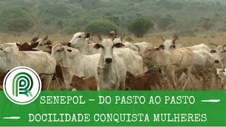 Senepol: docilidade da raça conquista mulheres e garante bem-estar animal