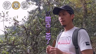 2021該喝古樹茶了，多個名山名寨古樹茶開始預定！古樹茶為什麼好喝？