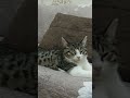 эдит с моим котиком идея не моя 😍 эдит кот рекомендации капкут