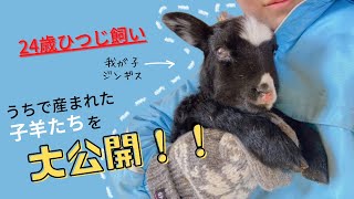 【ベルダのおうち】可愛すぎる❣️うちで産まれた子羊たちを大公開！3分ver