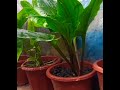 mini green plant s🌿 greenplants garden plants houseplants