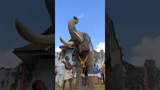 കിടങ്ങൂർ ആനയൂട്ട് നെല്ലിക്കാട്ട് മഹാദേവൻ 🔥 #shorts #keralaelephant