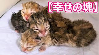 【子猫の成長記録】ミヌエットの子猫達が幸せな塊になった件 ∼猫のいる生活Vol.142∼ 出産動画 マンチカン短足・ミヌエット・ペルシャ猫専門ブリーダー『ペット蔵人』