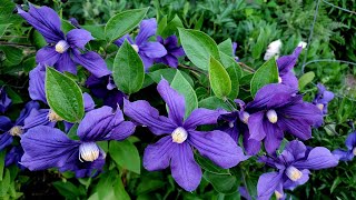 Sophie's Garden 我最爱的全缘铁线莲Clematis integrifolia Durandii