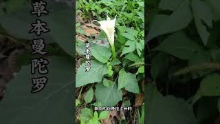 曼陀罗又叫洋金花，醉心花，野麻子，有分草本和木本曼陀罗，全株有毒，遇见千万不要随便去摸去闻