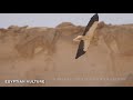 egyptian vulture and kestrel attack dogfight israel desert