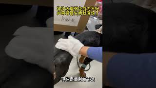 幫狗狗清潔一下身體，幫助它更好的恢復！ #流浪狗 #animals #狗狗