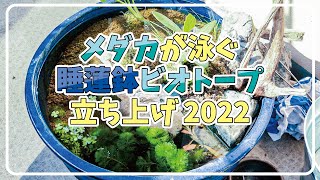 【マンションのベランダでビオトープ】一気に雰囲気が出る！定番水草を入れてメダカ睡蓮鉢立ち上げ