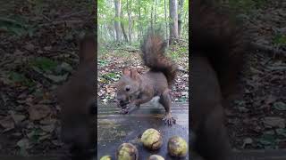 エゾリス オニグルミの食べ方