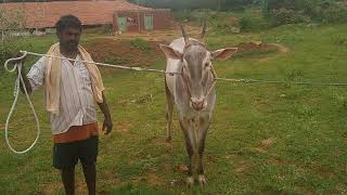 Magnificent Hallikar Milk Teeth STUDBULL of Farmer Prakash in Chikkanahalli Ramnagar Tq and District