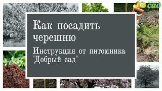 Посадка черешни - как правильно посадить черешню