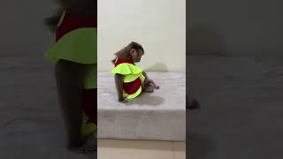 smart monkey jenny speek with baby monkey chichi