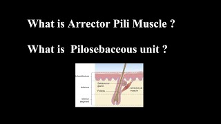 What is Arrector Pili Muscle ? What is  Pilosebaceous unit ?