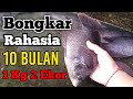 BONGKAR RAHASIA CARA AGAR IKAN GURAME CEPAT BESAR #budidayaikangurame