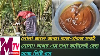 নোনা জলে জন্ম অঙ্গ-প্রতঙ্গ সবই নোনা। অথচ ডগা কাটলেই বেড় হচ্ছে মিষ্টি রস Birth organs in salt