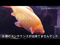 金魚水槽報告28「金魚全滅危機 」こっちゃんの生き物係