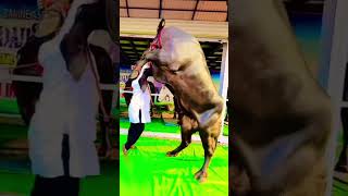 Biggest Black Bulls Compition💥 কালো গরুর লড়াই প্রতিযোগিতা 🔥 #blackbulls #biggestcows #shorts