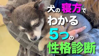 犬の寝方で性格や心理がわかる ５つの性格診断