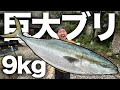 【爆食】9.3kg巨大ブリを丸ごと捌く！脂ノリまくりな刺身を炙り茹でで三色丼とブリ大根にして食べ尽くす！