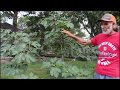 Bareroot vs Potted Fruit Trees - FULL FRUIT Tree Tour