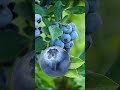 blueberry with a cute picture #viralshort #shortvideo #viral #shorts