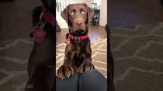 Chocolate Lab Being Cute