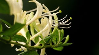 Becoming Velvet Honeysuckle - Makeover Reveal - LIVE