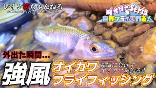 【オイカワ釣り】強風！ラインを煽られながらもオイカワを釣る！オイカワフライフィッシング【レイン坊ちゃんねる～Rainbow’ｓ Japanese Fishing Life～】