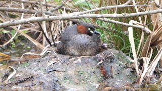 薬師池公園の雛に給餌するカイツブリ　その５（4K60P動画）