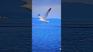 Seagulls of St Martin Island #shorts #youtubeshorts #nature #animals #wildlife