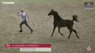 N.173 AL SHAQAB AL SHARAAN - Qatar National AHS for Individual Owners 2023 - Yearling Colts (Cla...