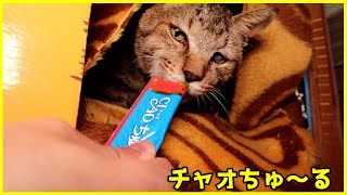 年寄り野良猫ちゃんにチャオちゅ～るをあげる